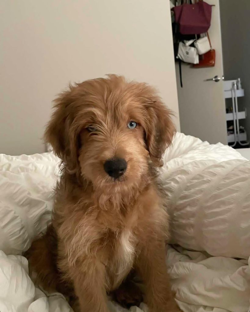 Toy Aussiedoodle Puppies For Sale in Haverford