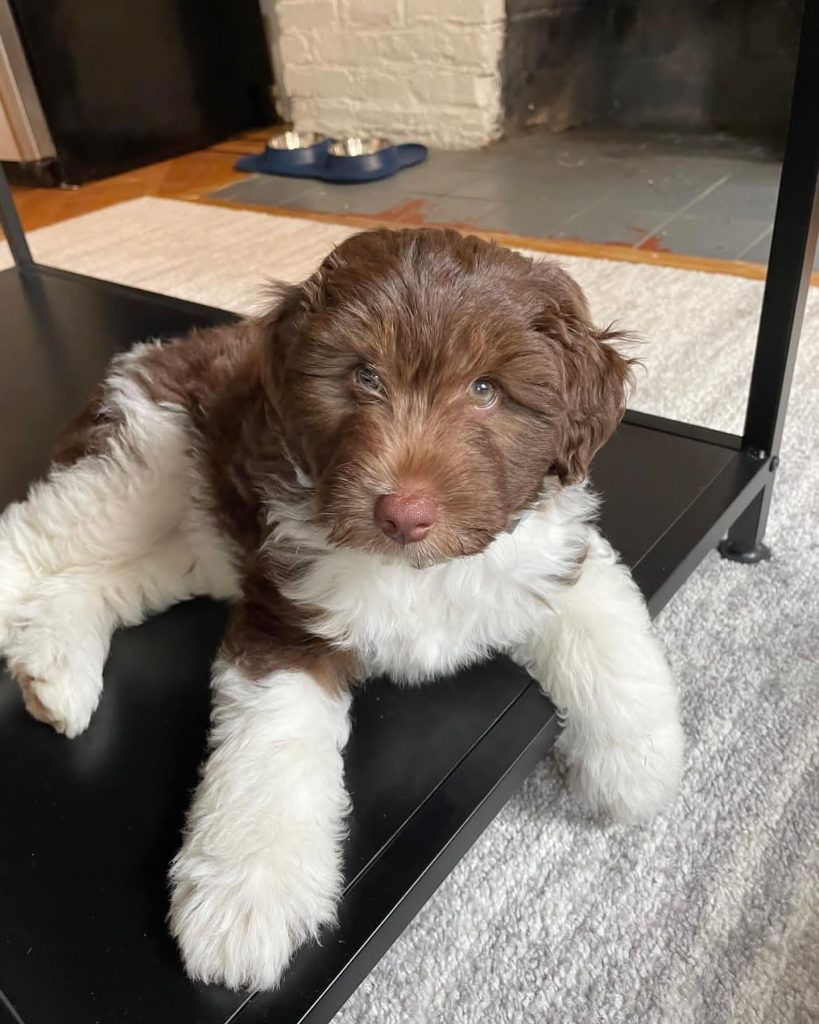 Toy Aussiedoodle Puppies For Sale in Abington