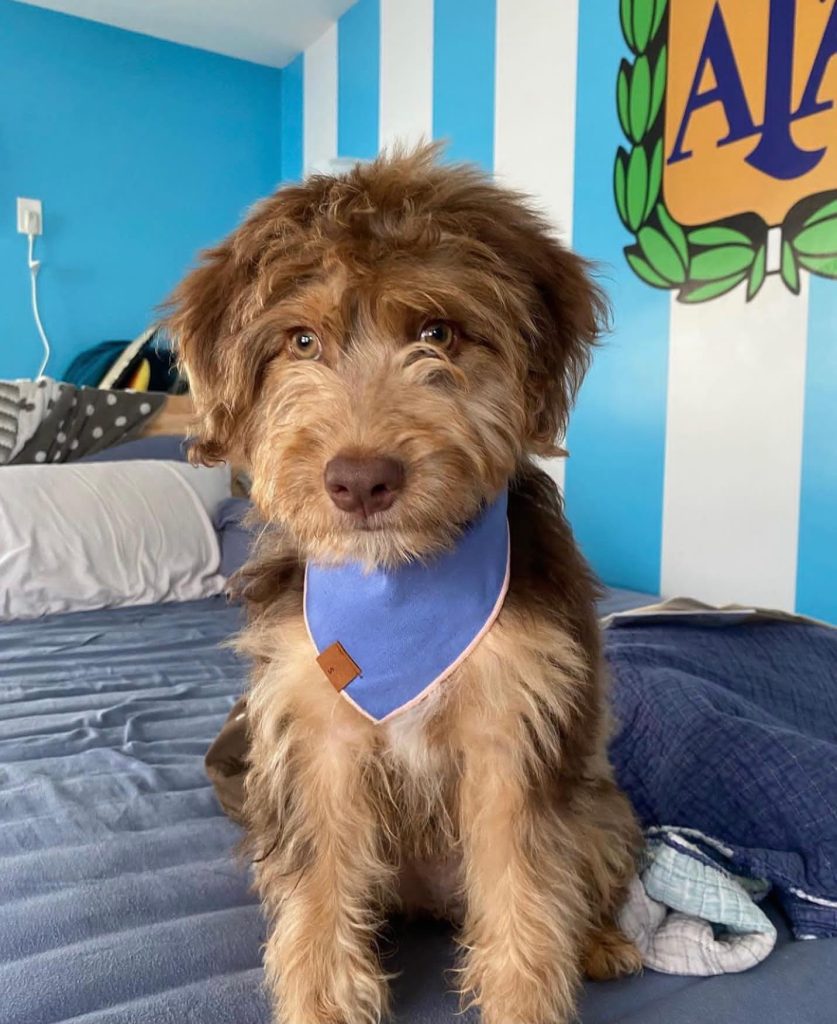 Toy Aussiedoodle Puppies For Sale in Bensalem