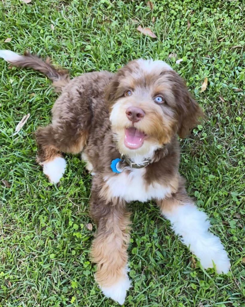 Toy Aussiedoodle Puppies For Sale in Scranton