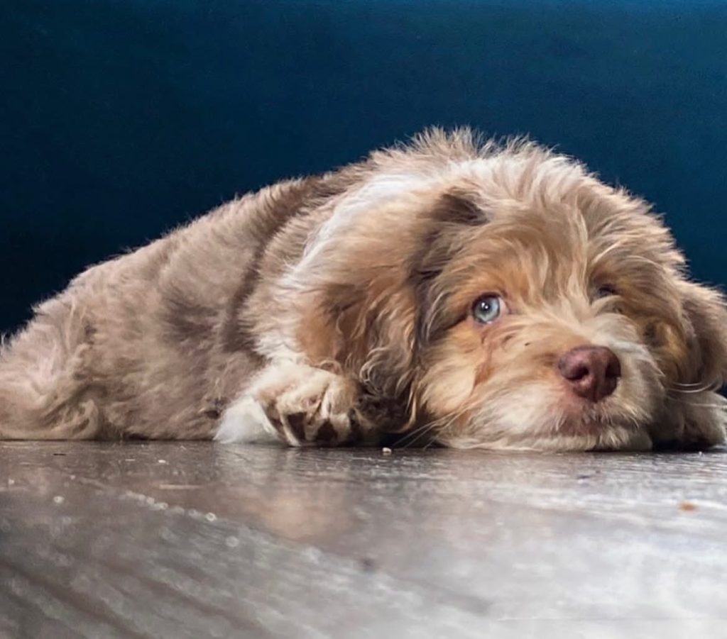 Toy Aussiedoodle Puppies For Sale in Allentown