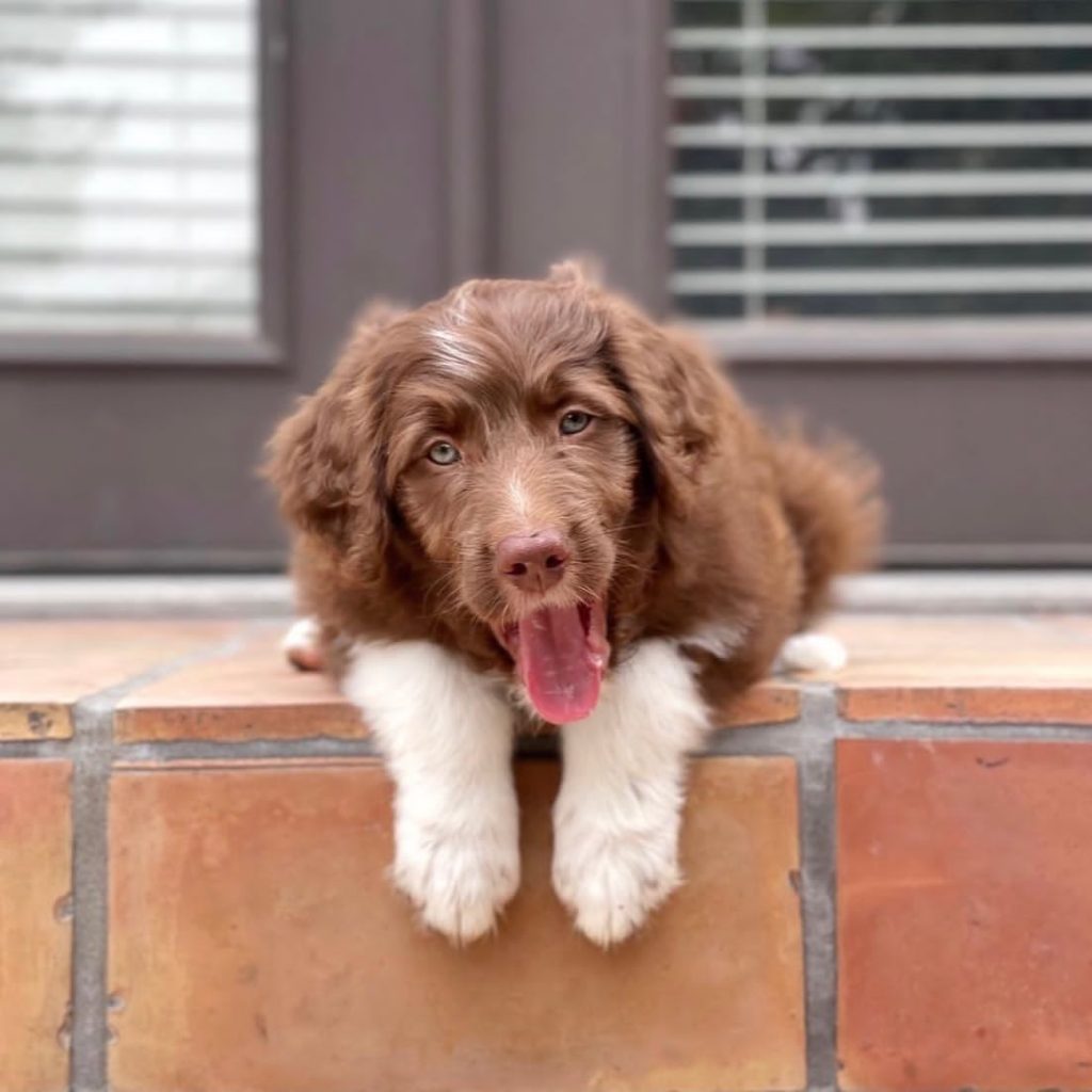 Toy Aussiedoodle Puppies For Sale in Pittsburgh