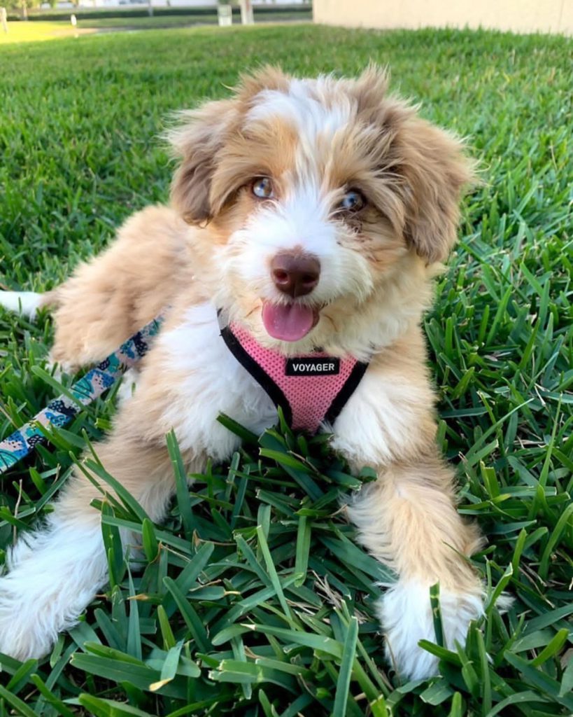 Toy Aussiedoodle Puppies For Sale in Philadelphia