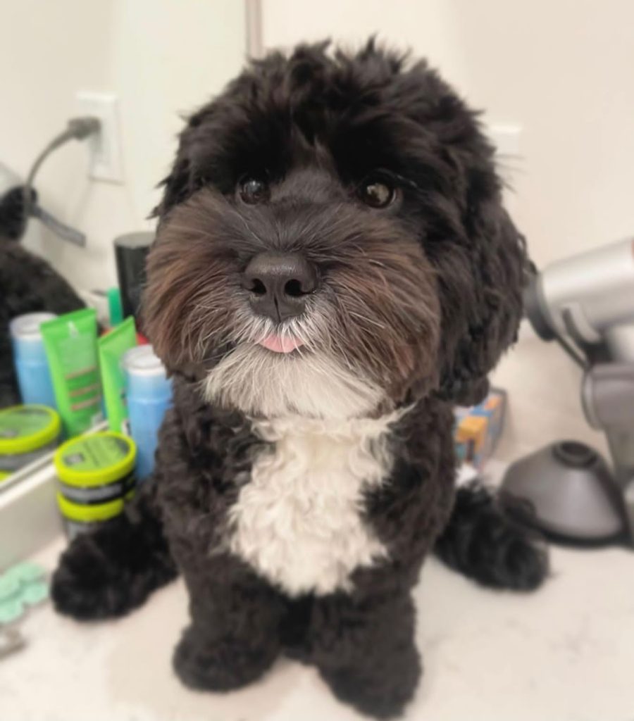 Toy Aussiedoodle Puppies For Sale in Fairbanks