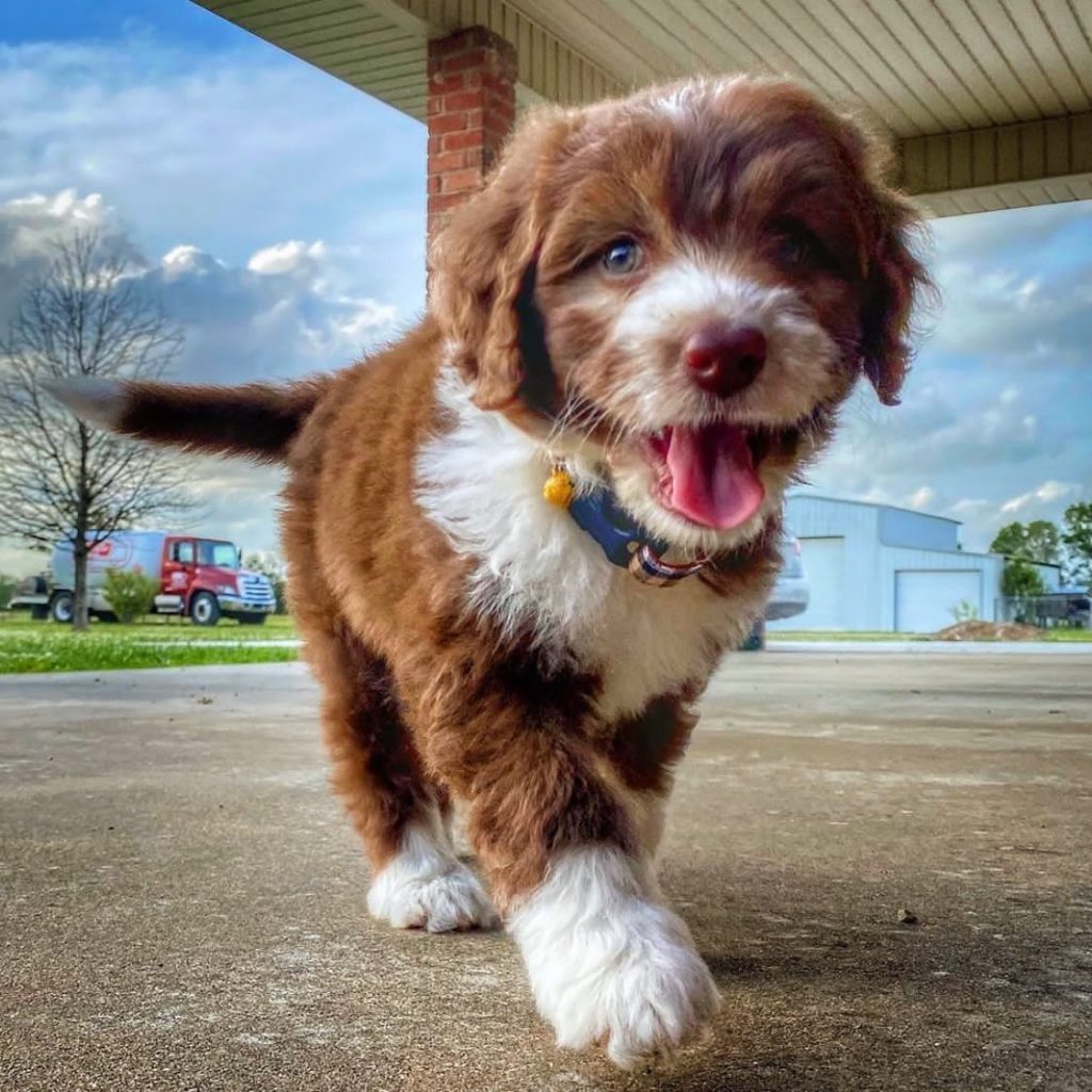 Toy Aussiedoodle Puppies For Sale in Juneau