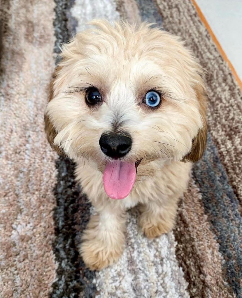 Toy Aussiedoodle Puppies For Sale in Badger