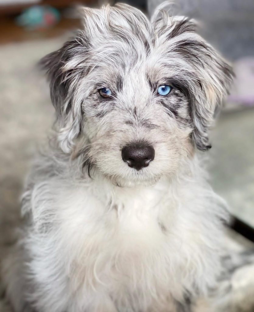 Toy Aussiedoodle Puppies For Sale in Tanaina