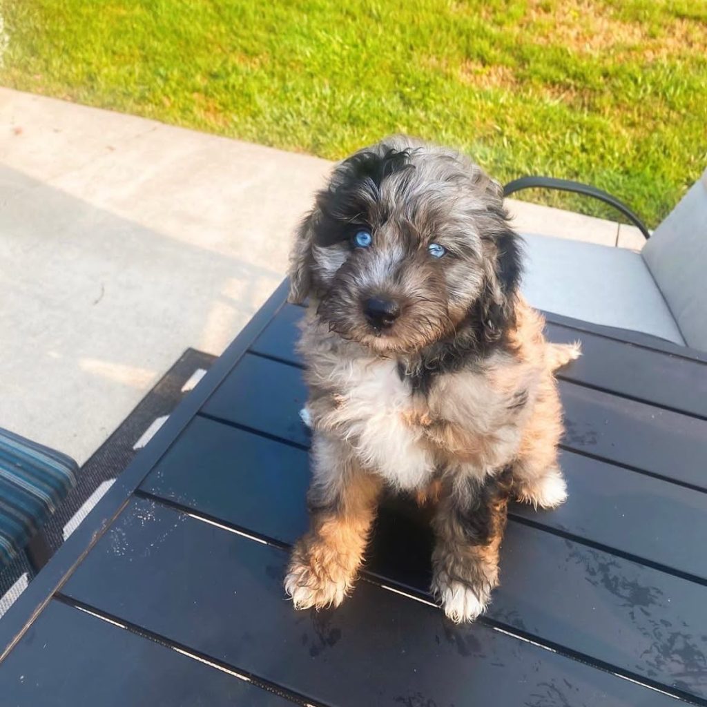 Toy Aussiedoodle Puppies For Sale in Wasilla