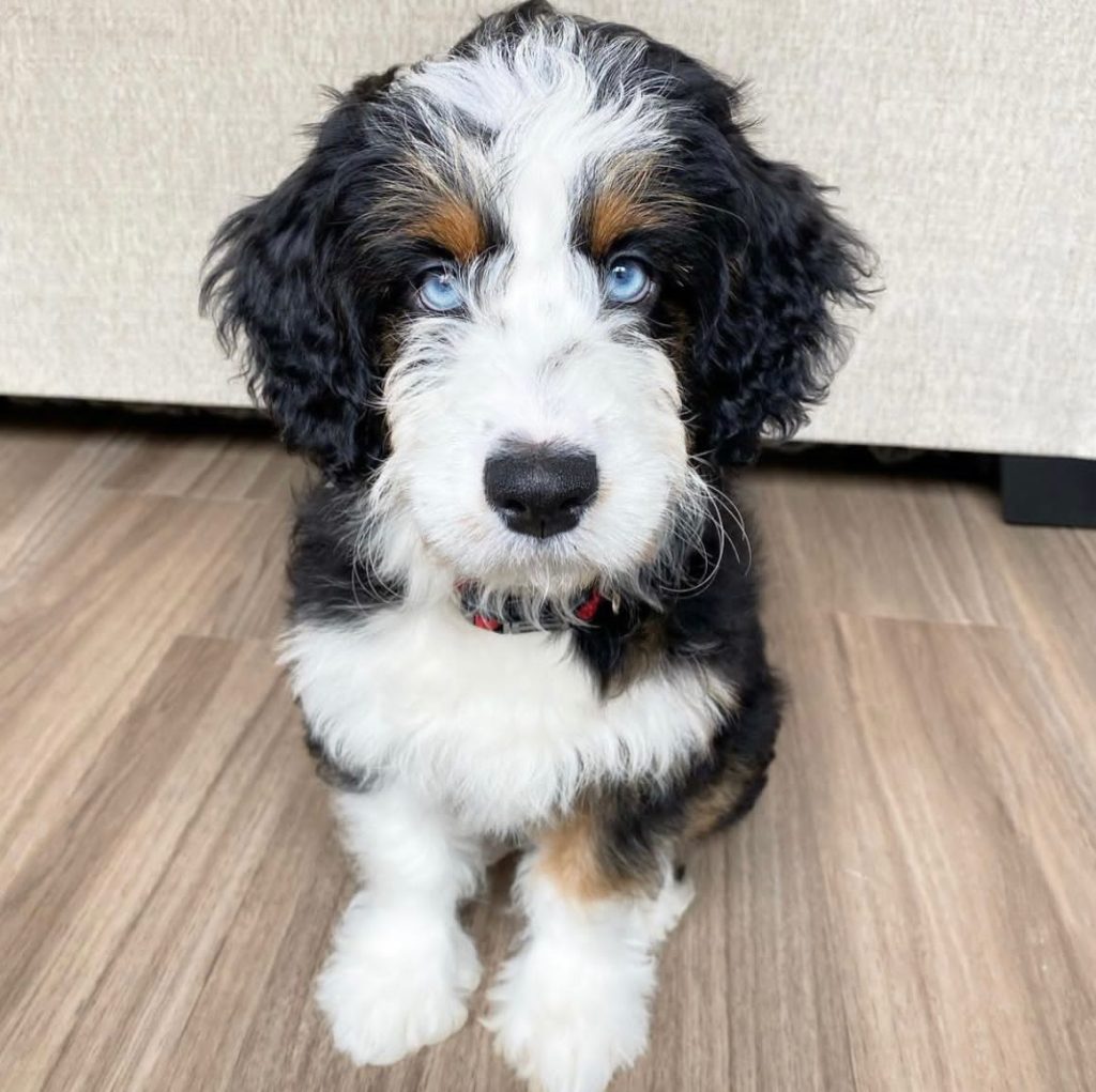 Toy Aussiedoodle Puppies For Sale in Sitka
