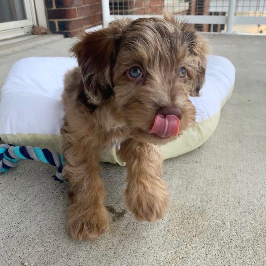 Toy Aussiedoodle Puppies For Sale in Kalifornsky