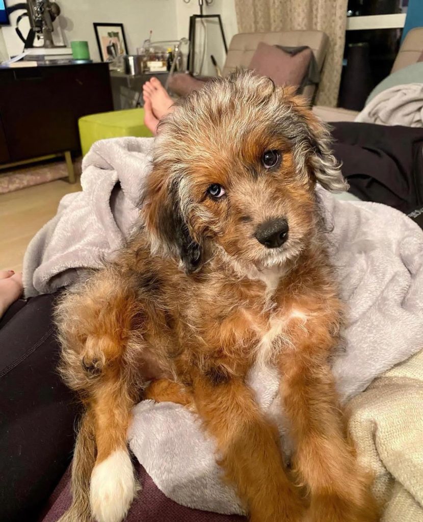 Toy Aussiedoodle Puppies For Sale in Kenai