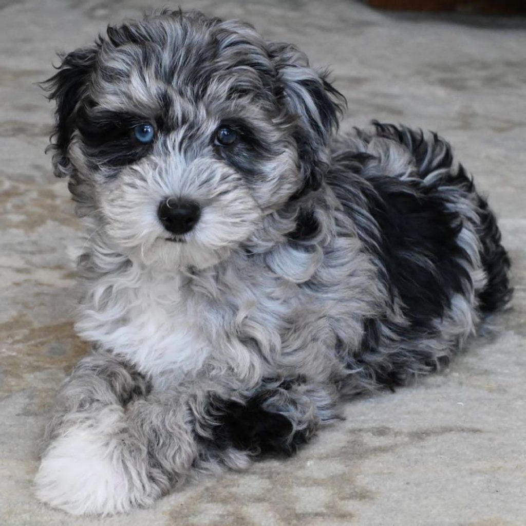 Toy Aussiedoodle Puppies For Sale in Anchorage