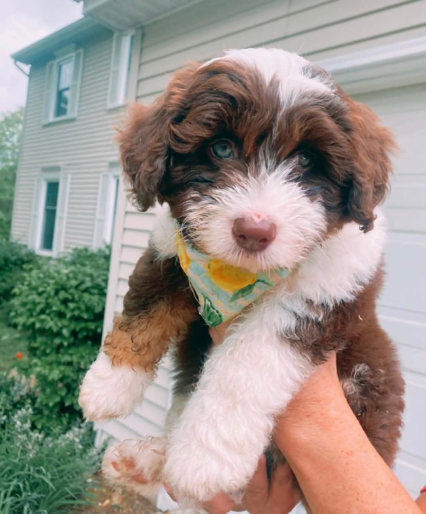 Toy Aussiedoodle Puppies For Sale in Smithtown