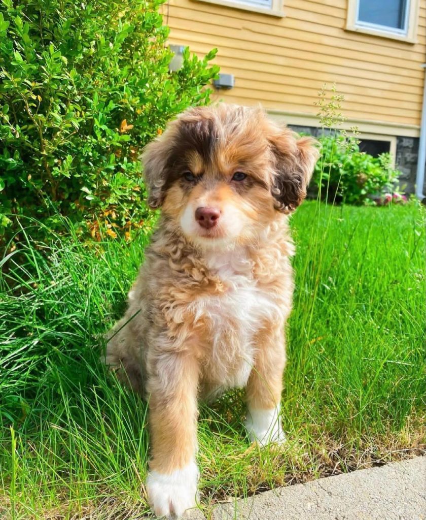 Toy Aussiedoodle Puppies For Sale in Amherst