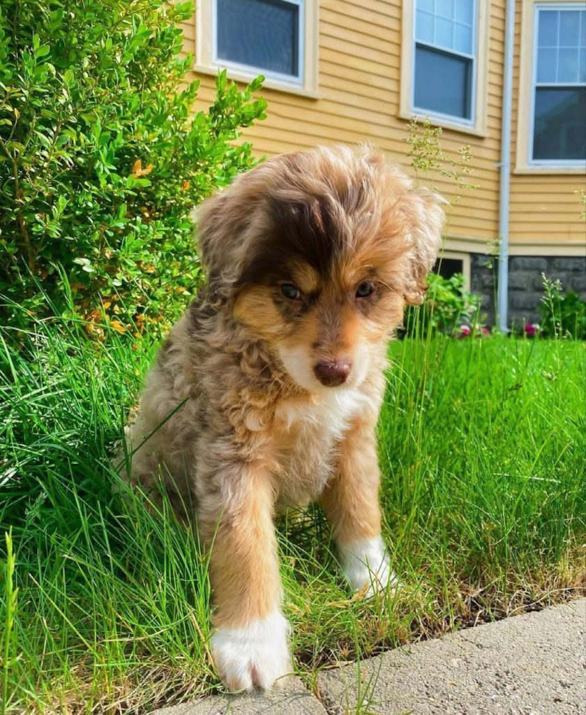 Toy Aussiedoodle Puppies For Sale in Ramapo
