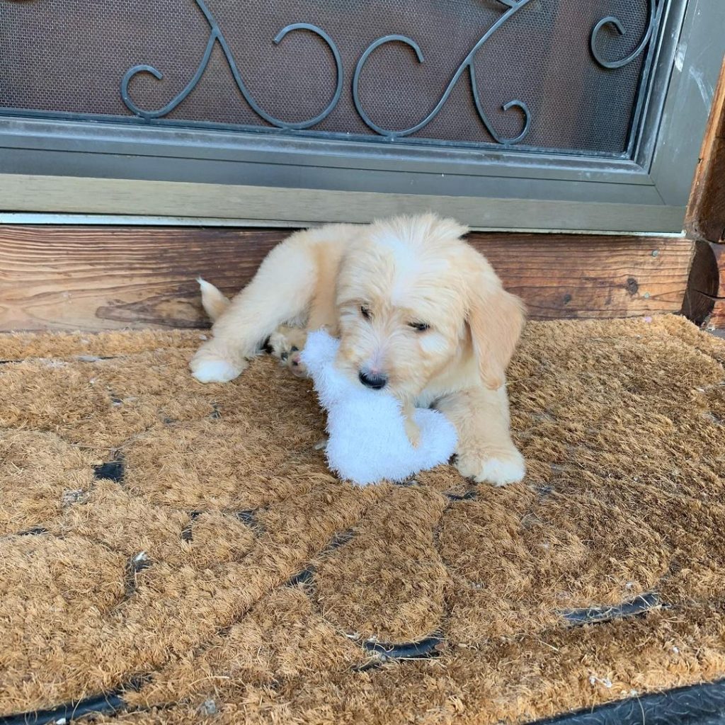 Mini Aussiedoodle For Sale in Rainbow City