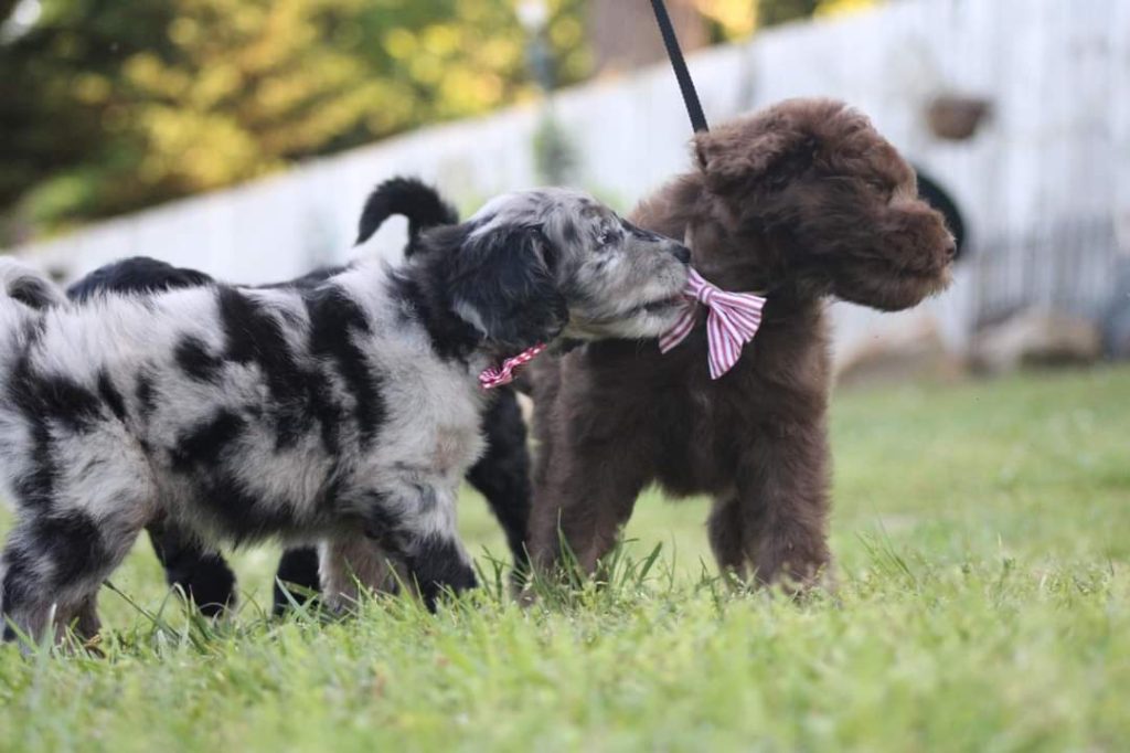 Toy Aussiedoodle Puppies For Sale in Casper