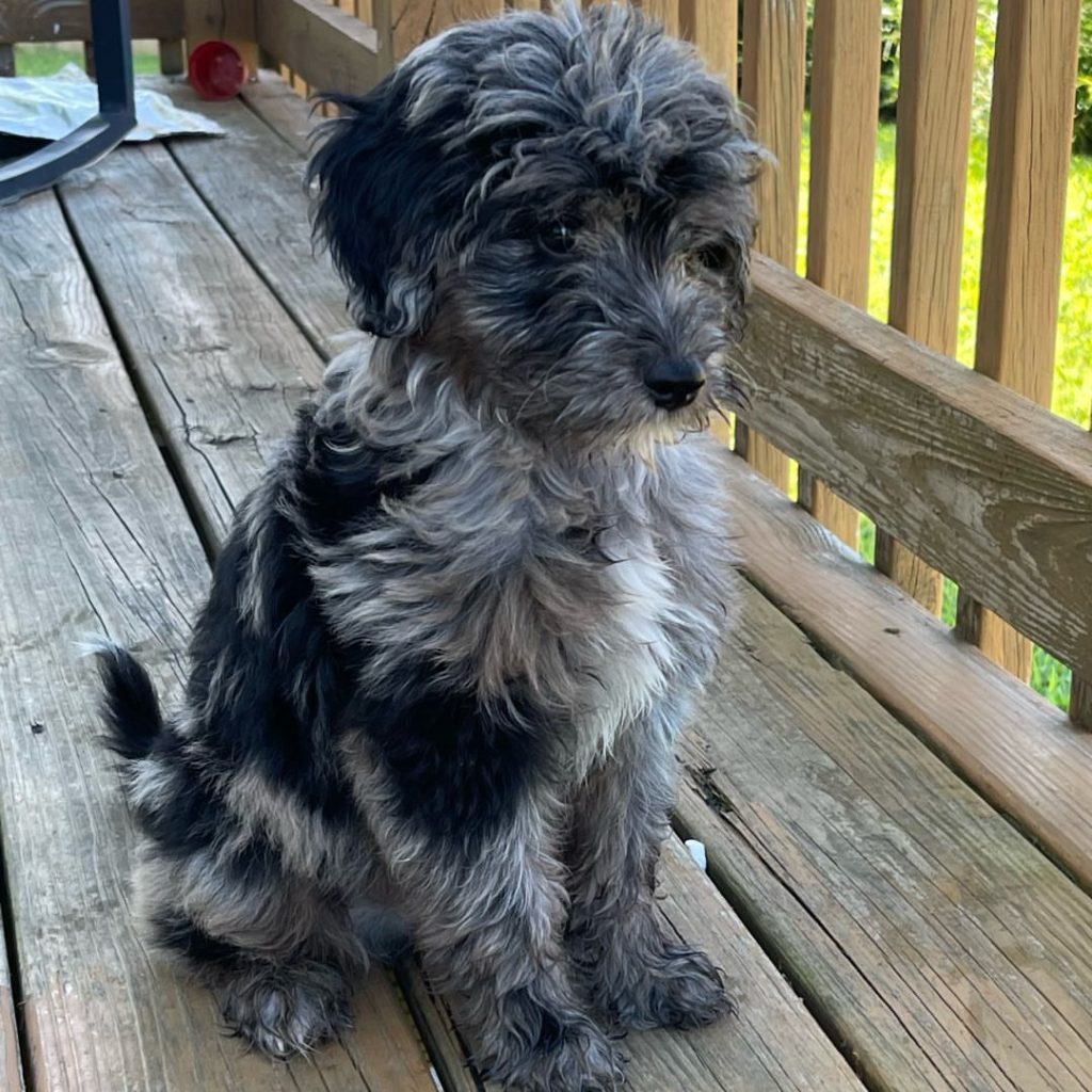 Toy Aussiedoodle Puppies For Sale in Durham