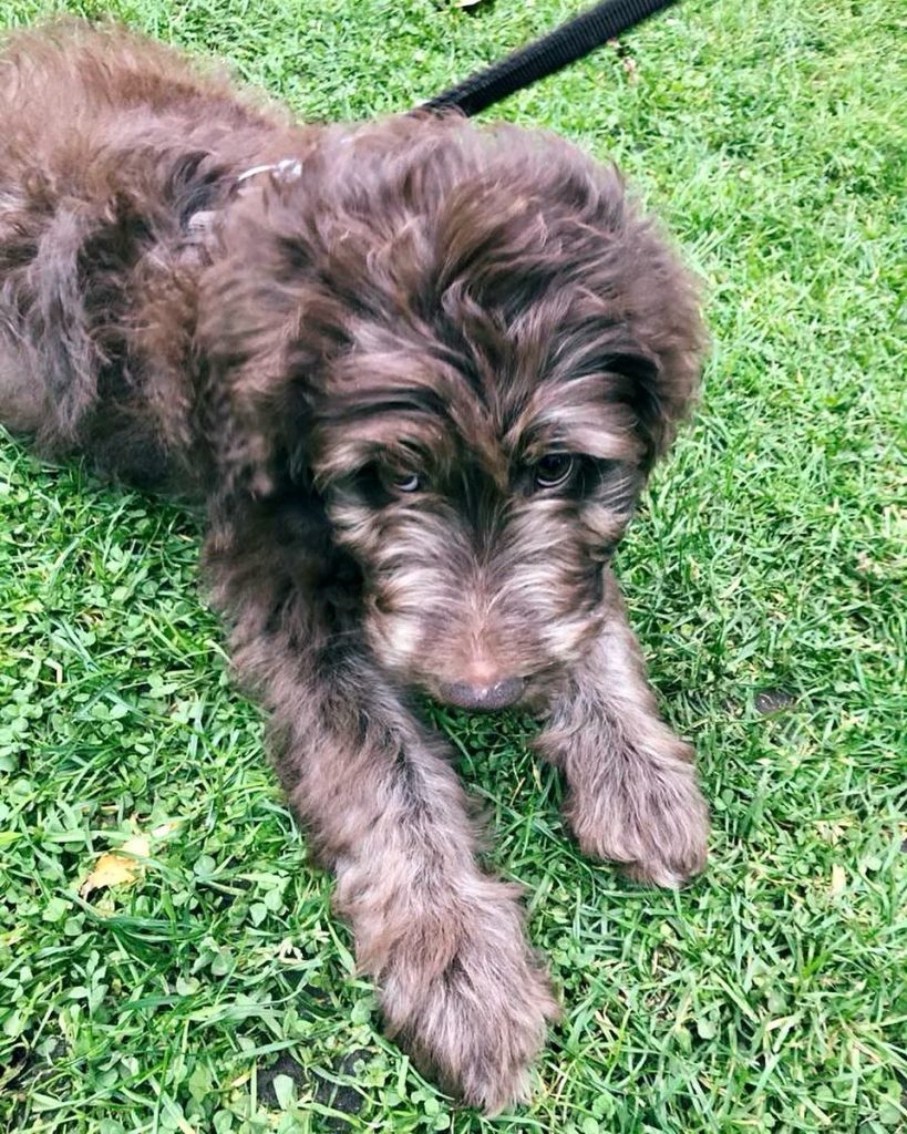 Toy Aussiedoodle Puppies For Sale in Boston