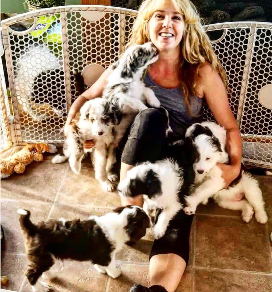 Toy Aussiedoodle Puppies For Sale in Detroit