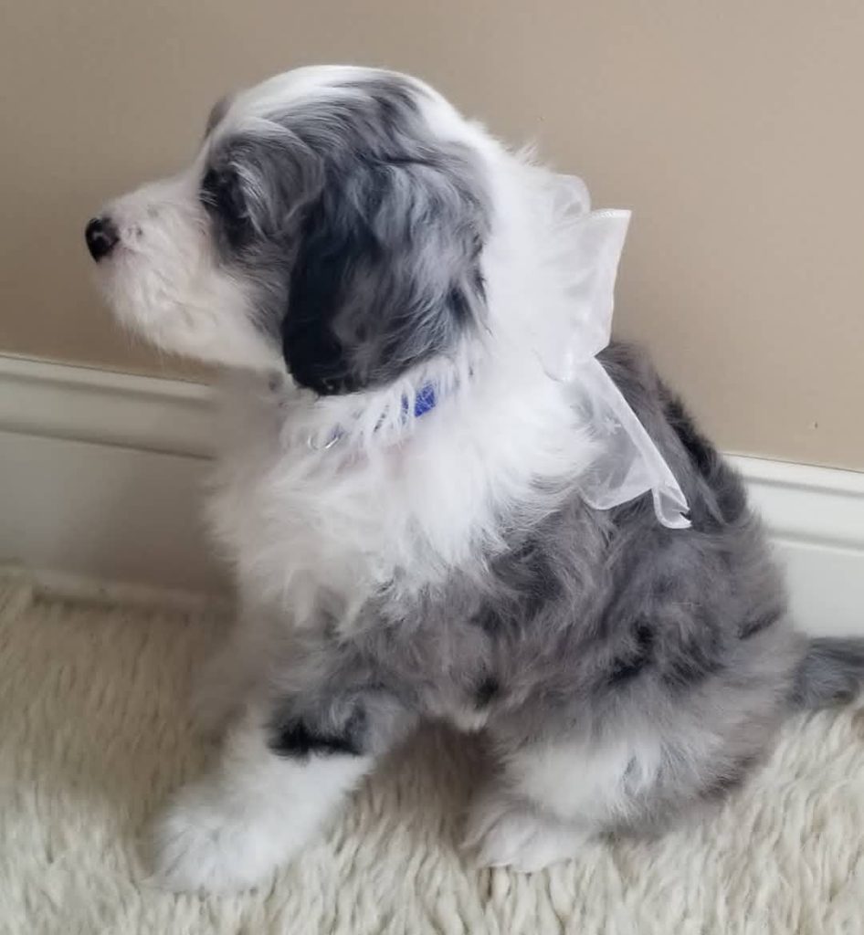Toy Aussiedoodle Puppies For Sale in Kingsport