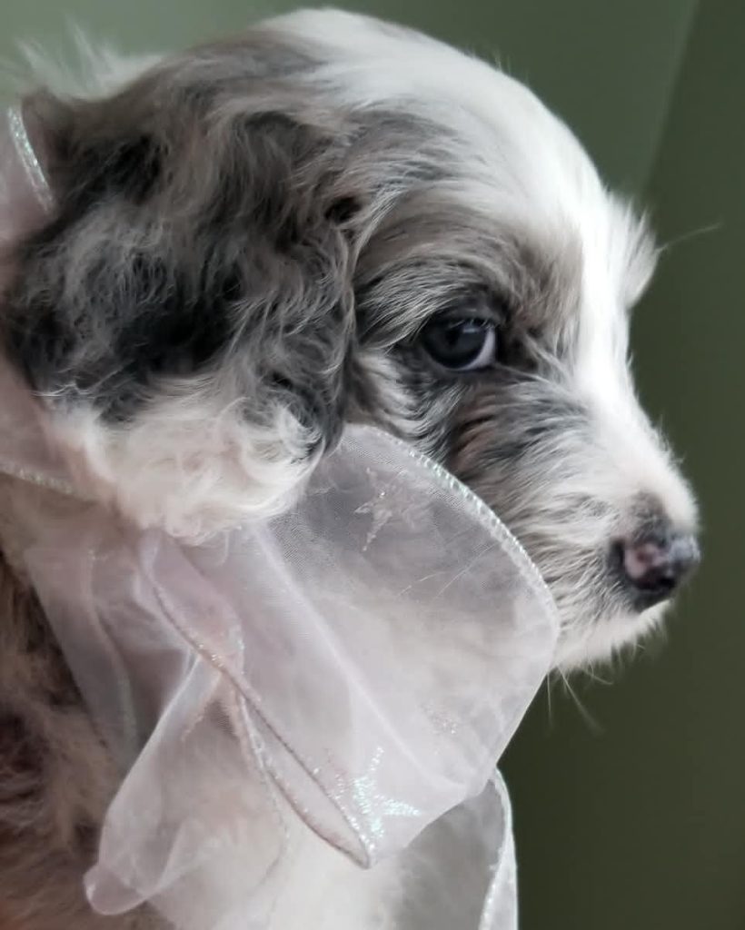 Toy Aussiedoodle Puppies For Sale in Scranton