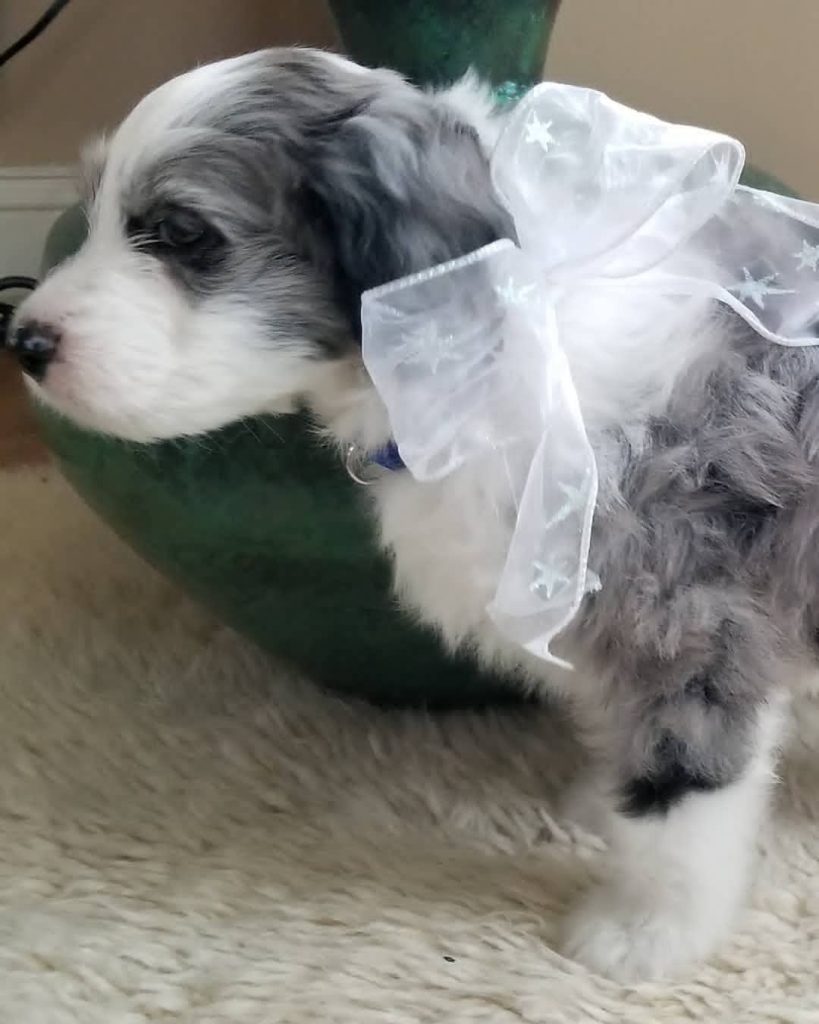 Toy Aussiedoodle Puppies For Sale in Newton