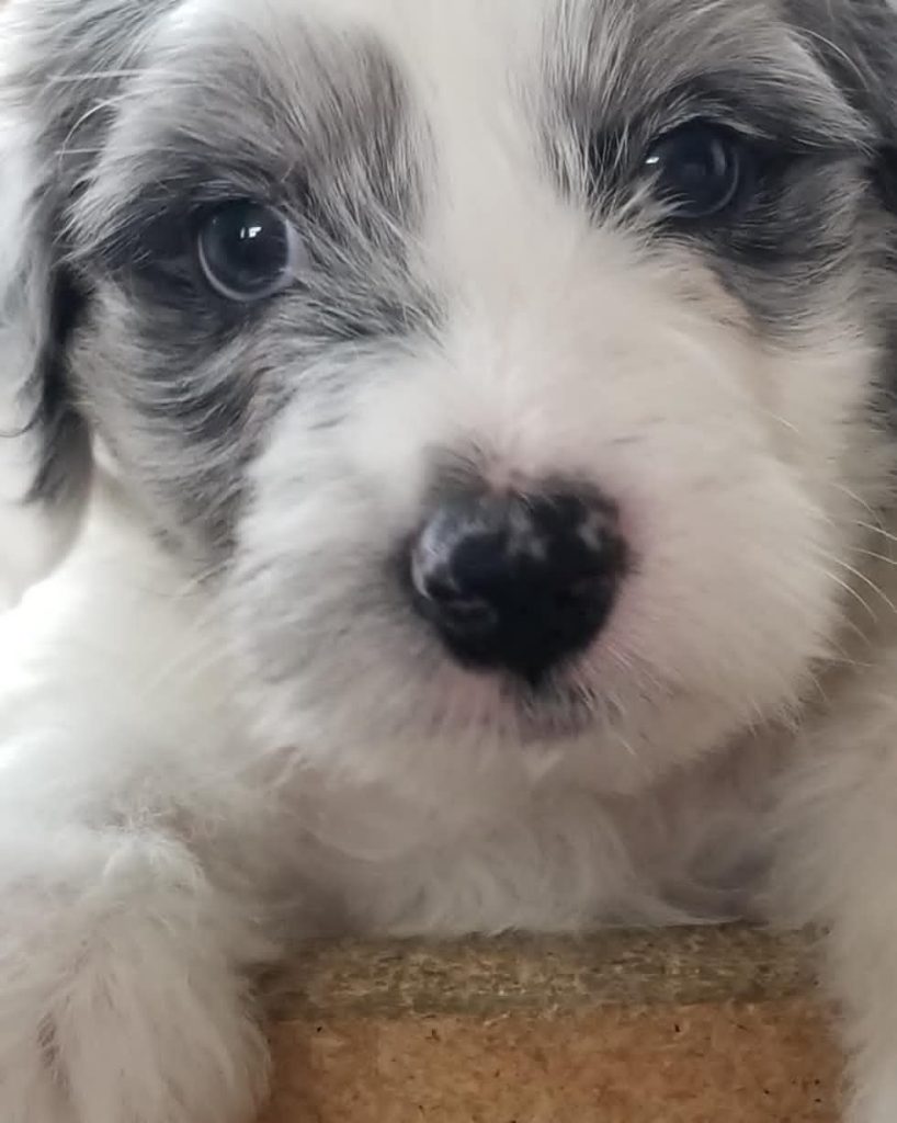 Toy Aussiedoodle Puppies For Sale in Macomb