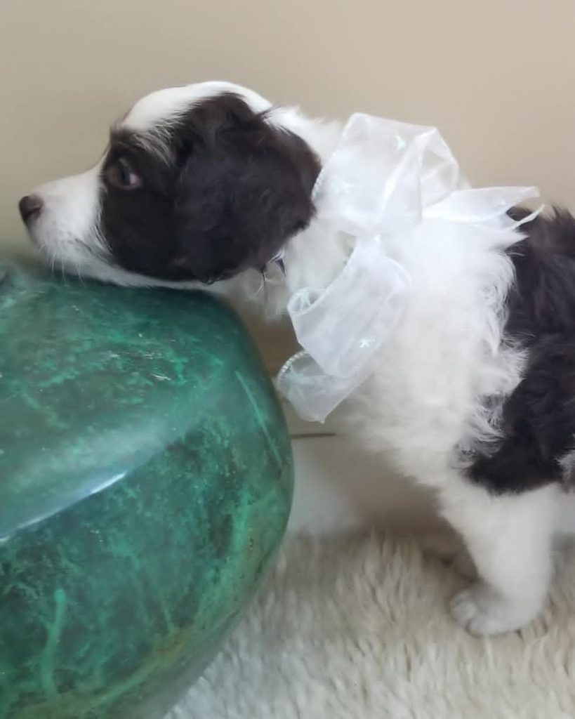 Toy Aussiedoodle Puppies For Sale in Waterford