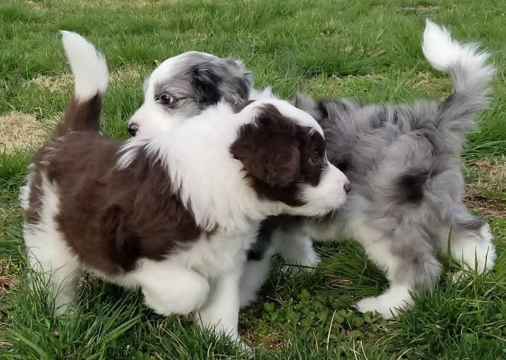 Toy Aussiedoodle Puppies For Sale in Quincy