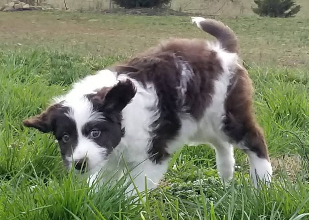 Mini Aussie For Sale in Flint city