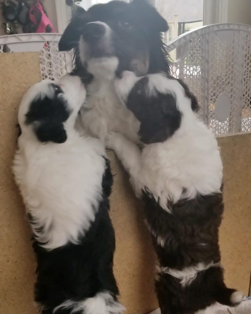 Toy Aussiedoodle Puppies For Sale in Wilmington