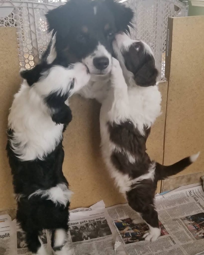 Toy Aussiedoodle Puppies For Sale in Lawrence