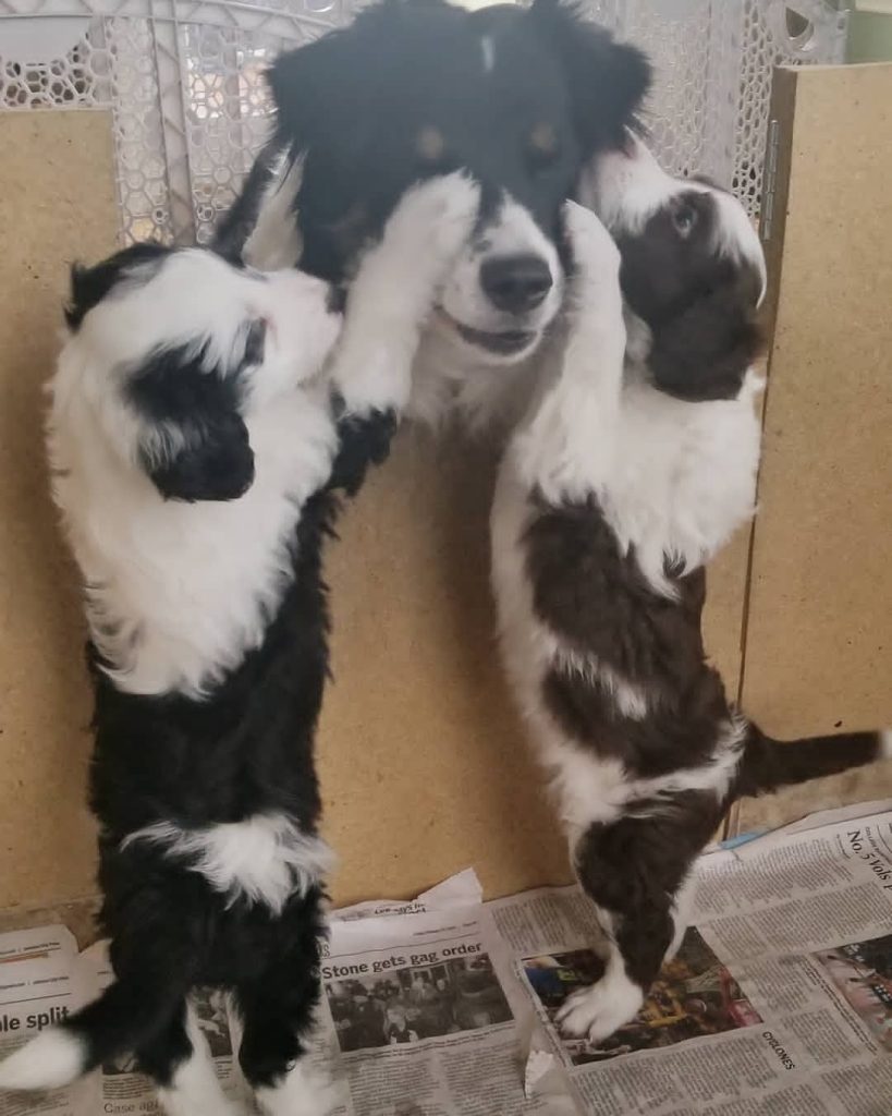 Toy Aussiedoodle Puppies For Sale in Riverton