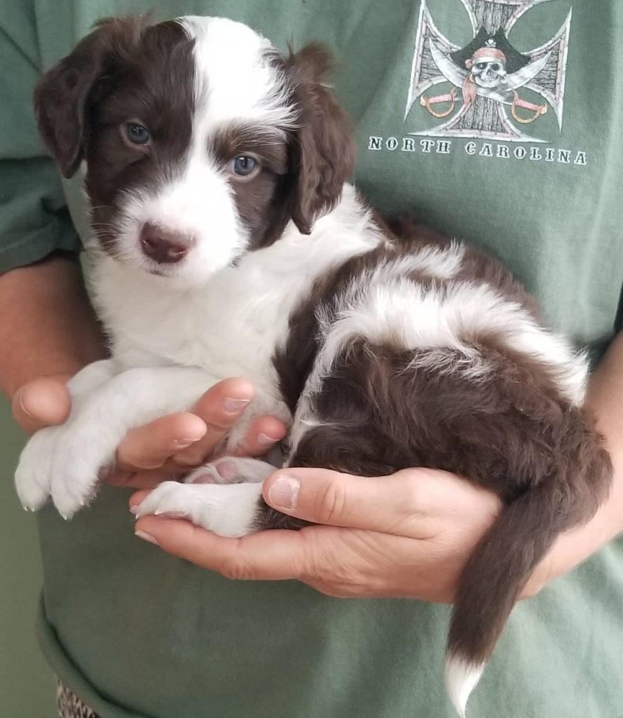 Toy Aussiedoodle Puppies For Sale in Evanston