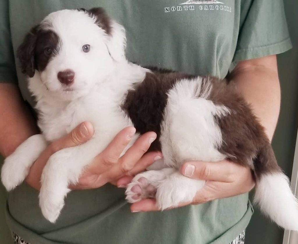 Toy Aussiedoodle Puppies For Sale in Ketchikan