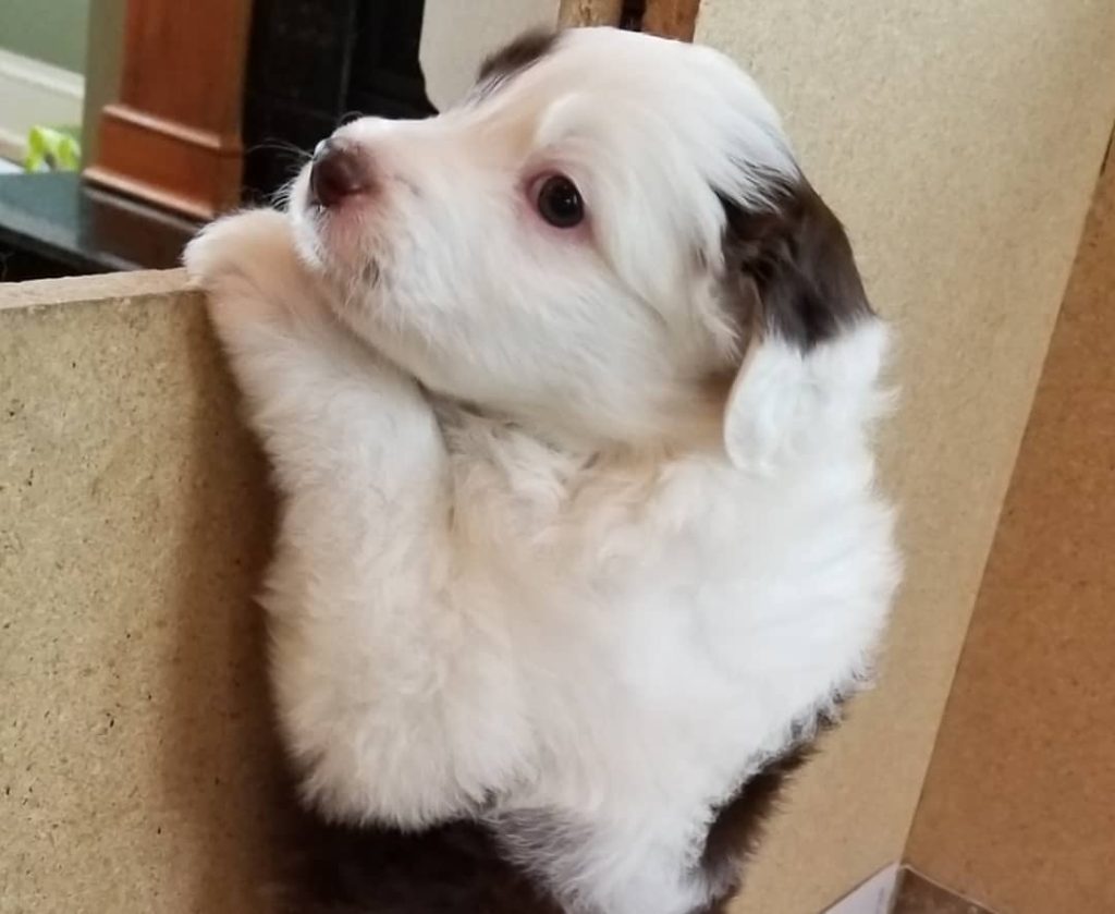 Toy Aussiedoodle Puppies For Sale in Brockton