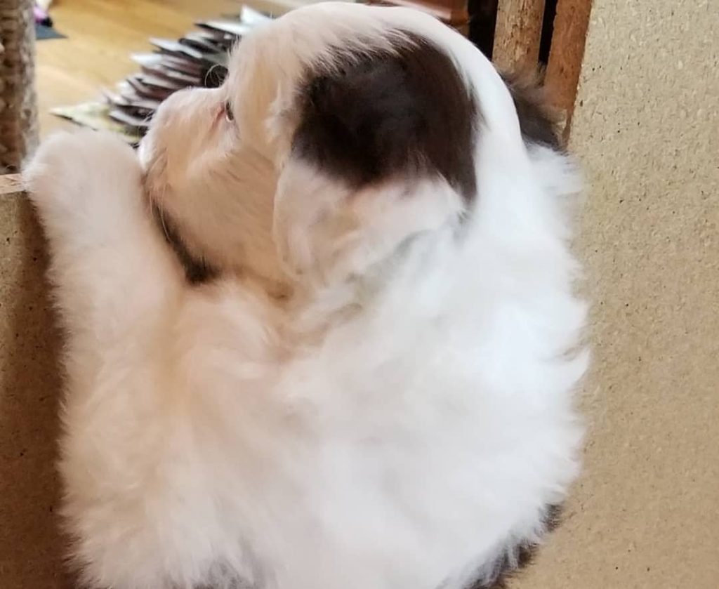 Toy Aussiedoodle Puppies For Sale in Jackson