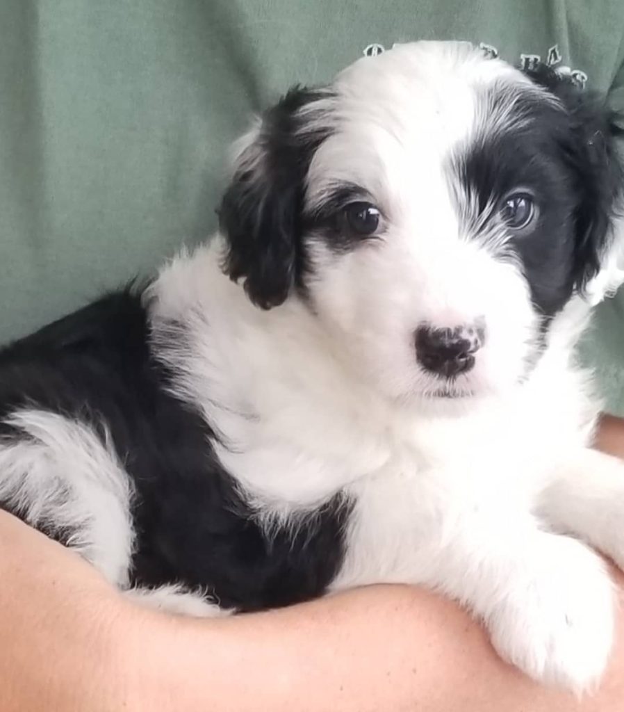 Toy Aussiedoodle Puppies For Sale in Detroit