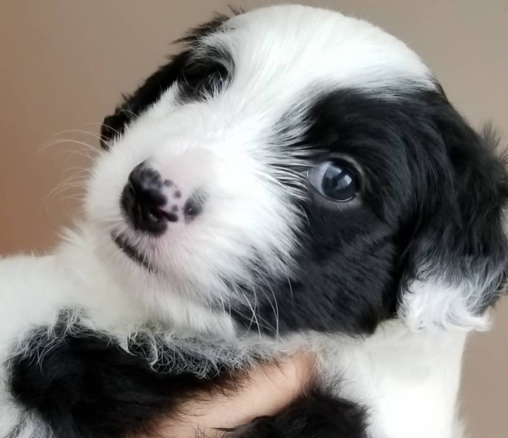 Toy Aussiedoodle Puppies For Sale in Harrisburg