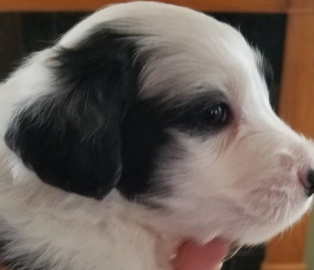 Toy Aussiedoodle Puppies For Sale in Casper