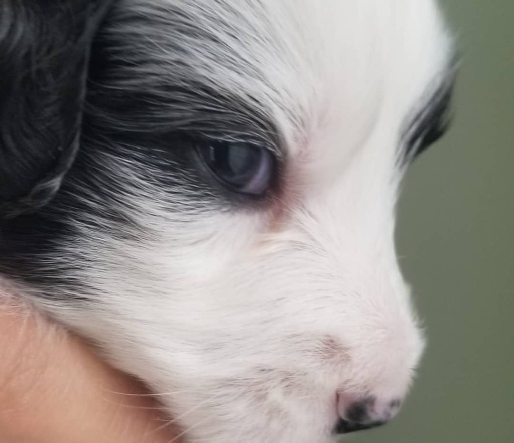 Toy Aussiedoodle Puppies For Sale in Concord