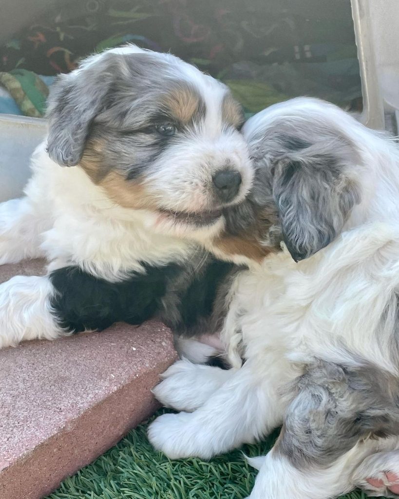 Toy Aussiedoodle Puppies For Sale in Amherst