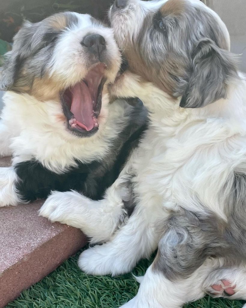 Toy Aussiedoodle Puppies For Sale in Asheville