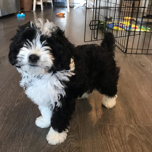 Miniature Aussiedoodle puppy  Sales
