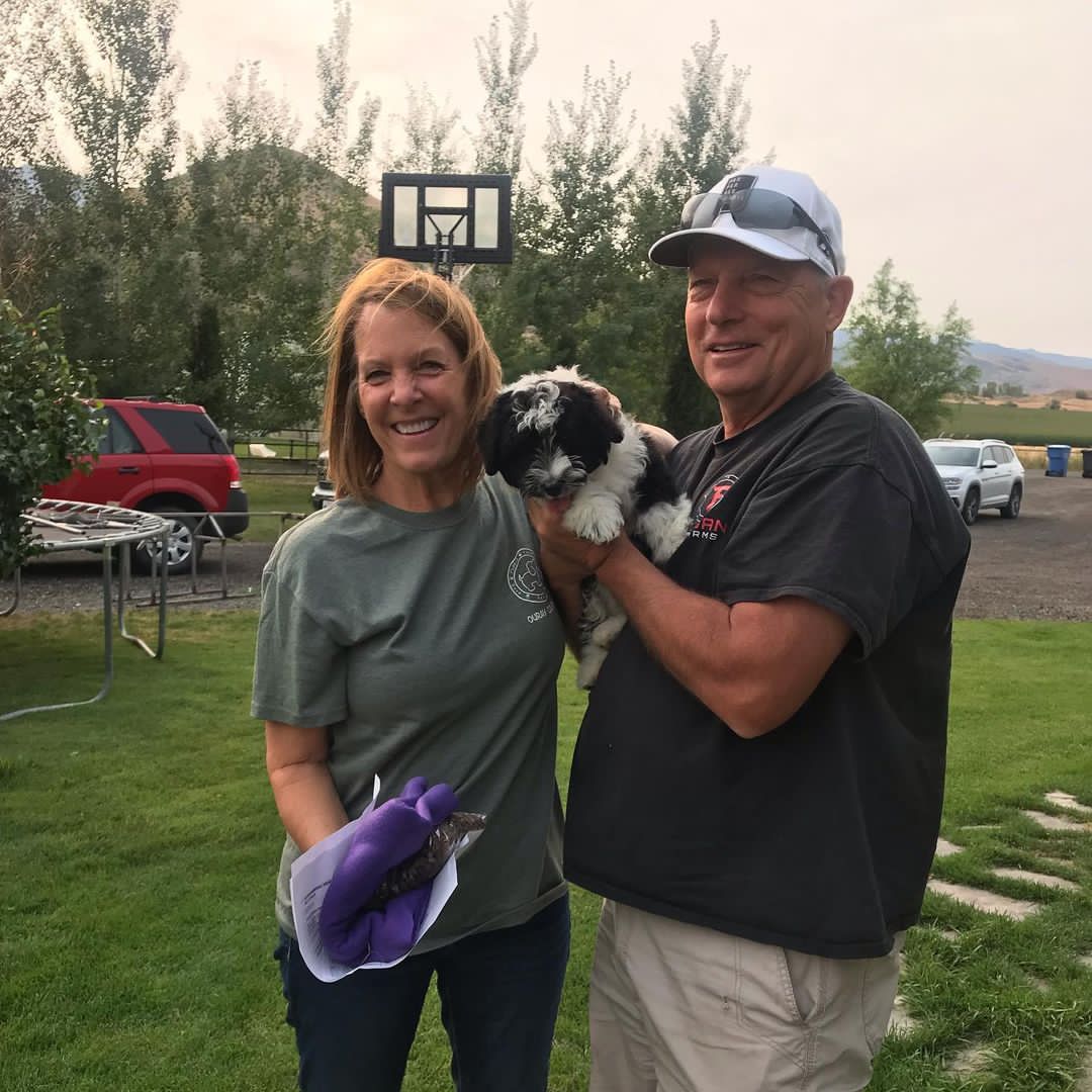 Mini Aussiedoodle Puppies For Sale
