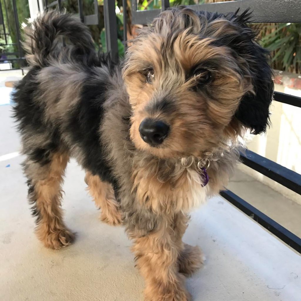 Toy Aussiedoodle Puppies For Sale in Taylor