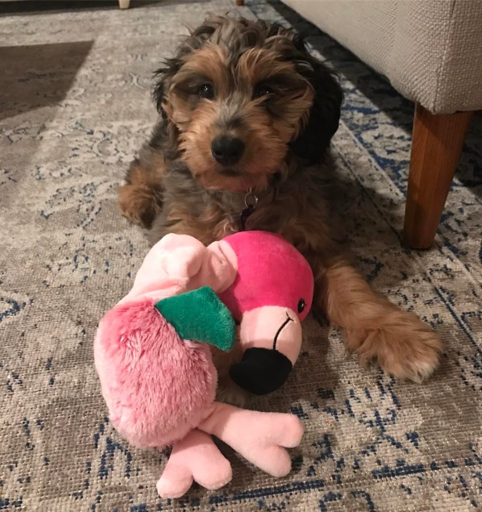 Toy Aussiedoodle Puppies For Sale in Memphis