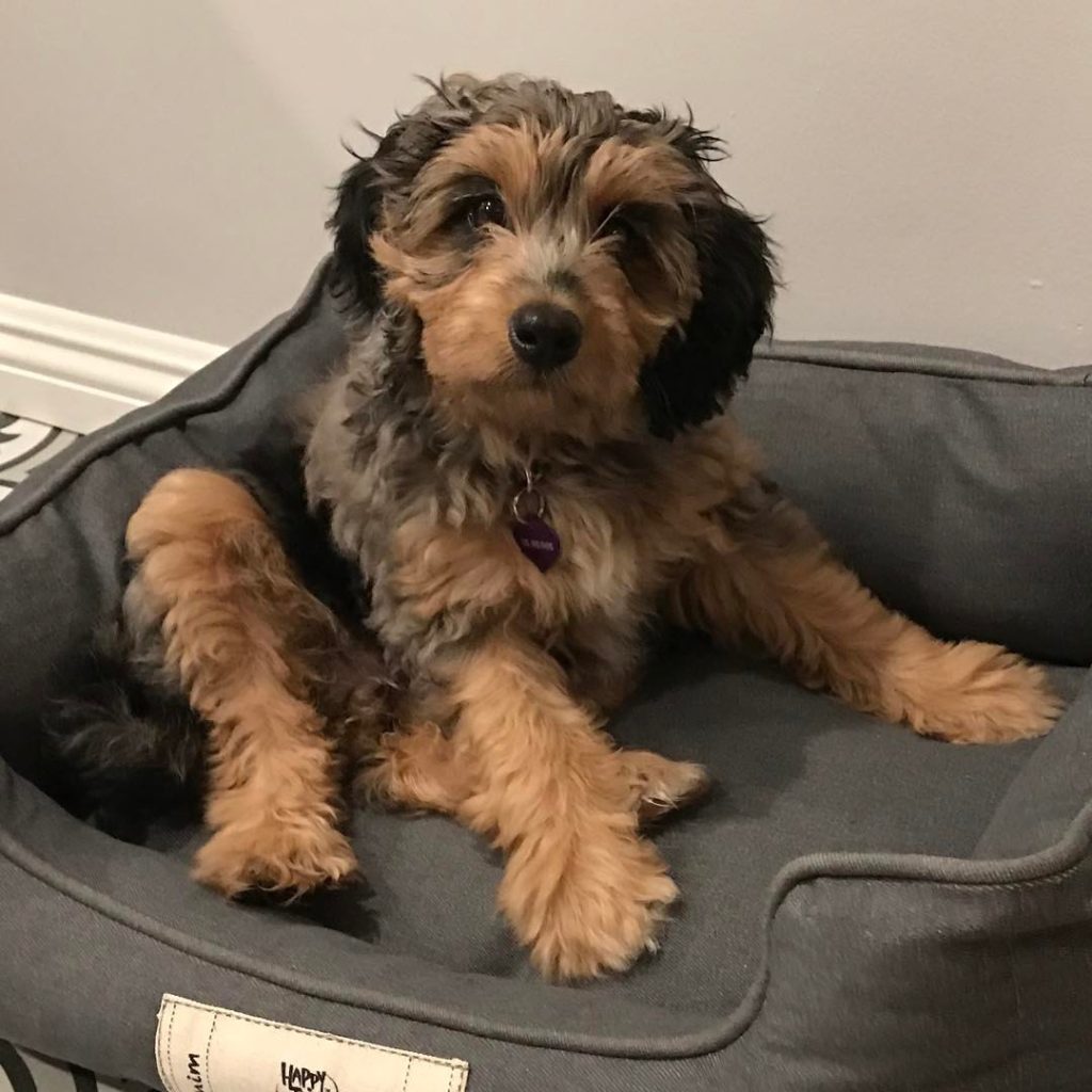 Toy Aussiedoodle Puppies For Sale in Chattanooga