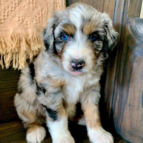 Blue eye Mini Aussiedoodle puppies for sale